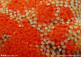 海底世界 海底 珊瑚礁