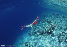 海底世界 海底 潜水 