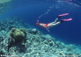 海底世界 海底 潜水 
