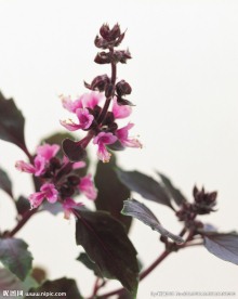 插花造型