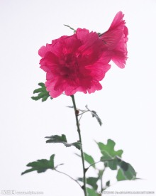插花造型