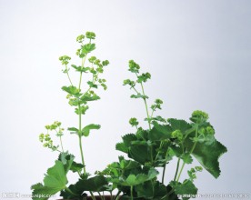 插花造型