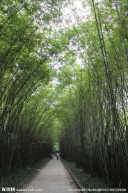 林荫道