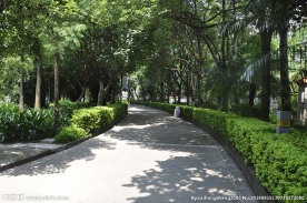 树林间小路