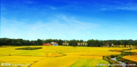 新农村