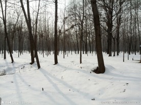 雪地树林
