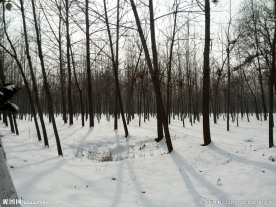 雪地树林