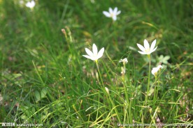 绿色植物小白花