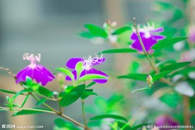 绿叶紫花
