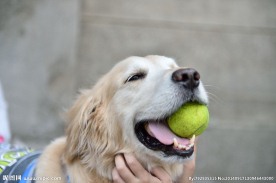 犬