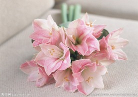 鲜花百合