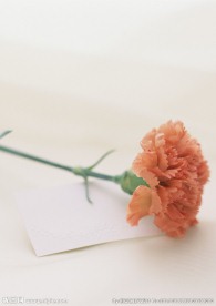 黄色菊花
