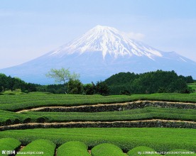 雪山下的茶园
