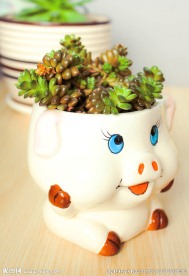 多肉植物