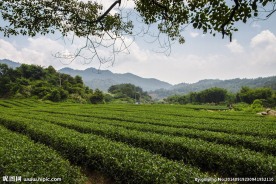 源丰生态茶叶基地