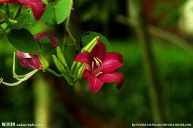 锦带花