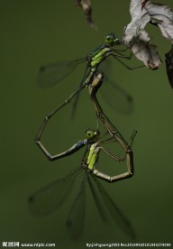 吉林丝蟌Lestes temp