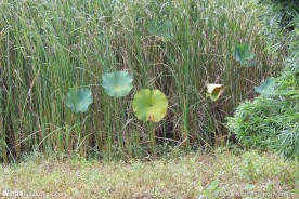 芦苇