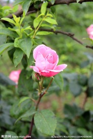 高清玫瑰 特写玫瑰