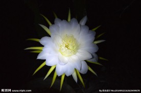 火龙果花