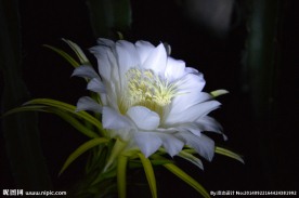 火龙果花