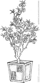 桃花 盆景 桃树 矢量