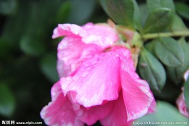 山茶花开 山茶花 茶花