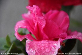 山茶花开 山茶花 茶花