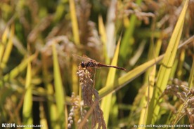 稻田蜻蜓