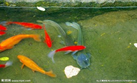 农家观赏鱼