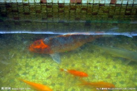 鱼种斗殴 无鳞鲤鱼