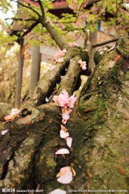 粉色樱花落樱