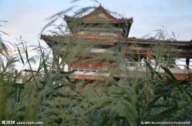 芦苇草