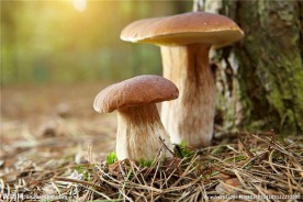 蘑菇