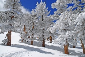 冬日雪景