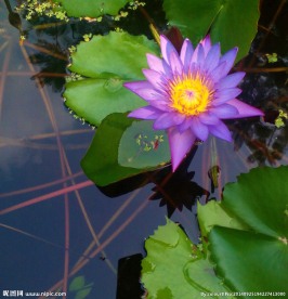 莲花莲叶