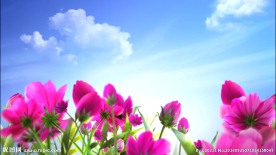 花朵视频