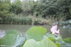 杭州西溪湿地