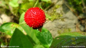 野草莓
