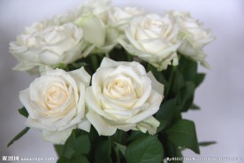 玫瑰花