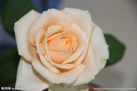 玫瑰花