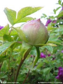 牡丹花苞