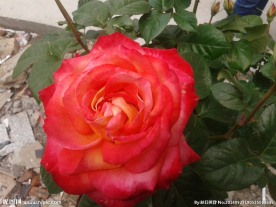 鲜花