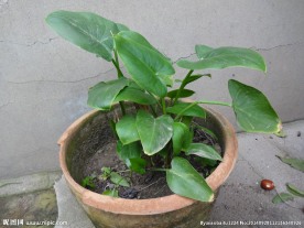 绿草 绿色 绿叶 野草 