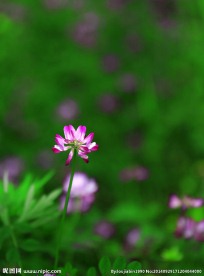 花儿