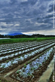 田园的菜地