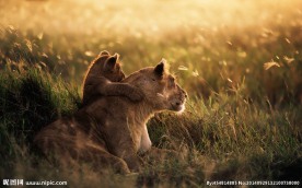 秦皇岛野生动物园松鼠