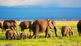 秦皇岛野生动物园大象