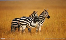 秦皇岛野生动物园斑马