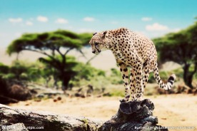 秦皇岛野生动物园猎豹